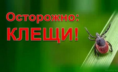 Осторожно клещи!